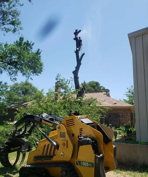 Tree Removal in Mansfield 
